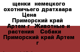 щенки  немецкого охотничьего дратхаара › Цена ­ 4 000 - Приморский край, Артем г. Животные и растения » Собаки   . Приморский край,Артем г.